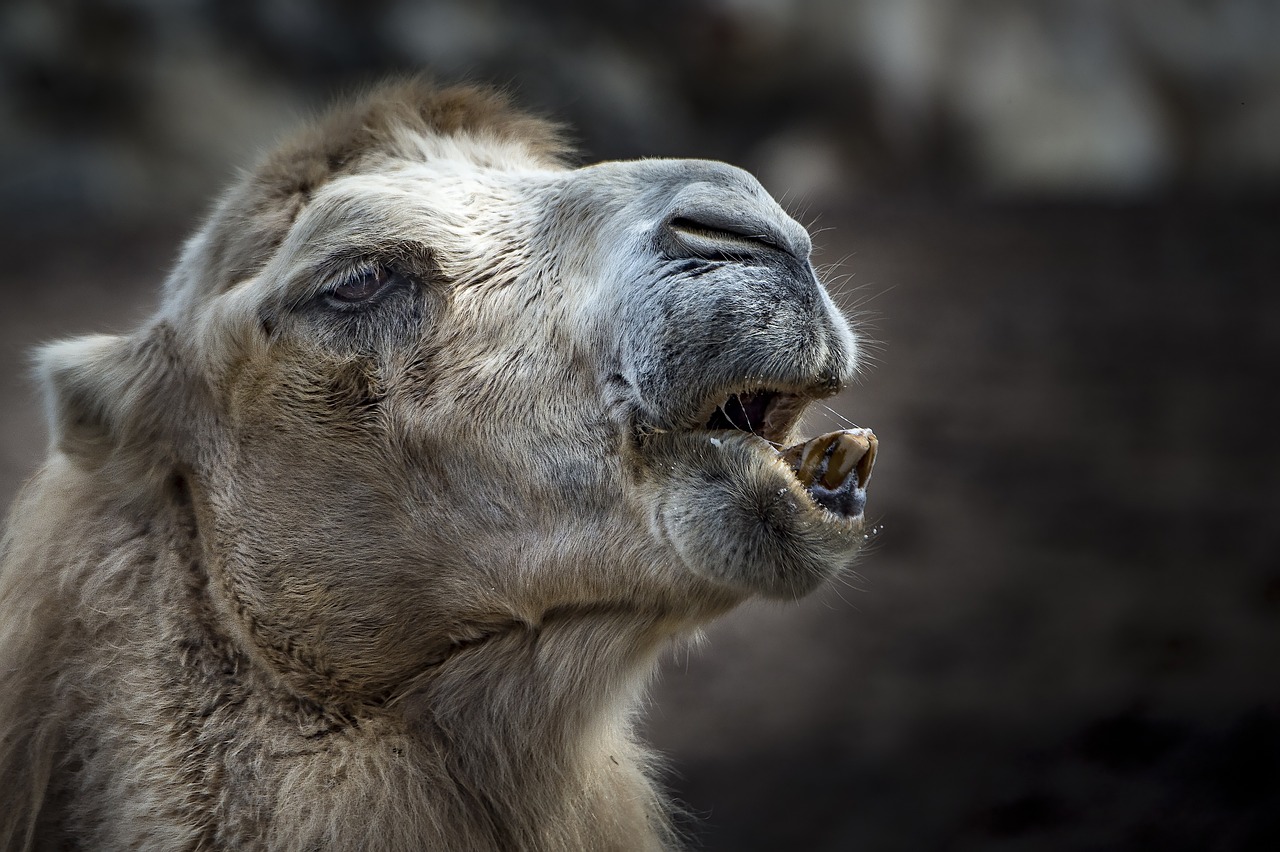 Pushkar Camel Fair - Rajasthan's Vibrant Cultural Extravaganza